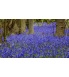 5. Bluebell 2.jpg